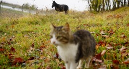 Kedi kasabasının ‘Misafir’ i