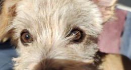 DÜNYA KÖPEKLER GÜNÜ KUTLU OLSUN