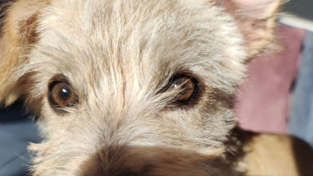 DÜNYA KÖPEKLER GÜNÜ KUTLU OLSUN