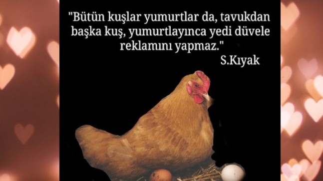 Tavuklar reklamı sever…