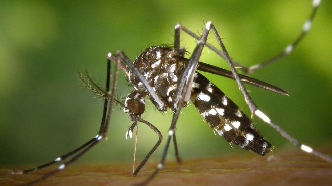 Mosquito-borne diseases has threaten World