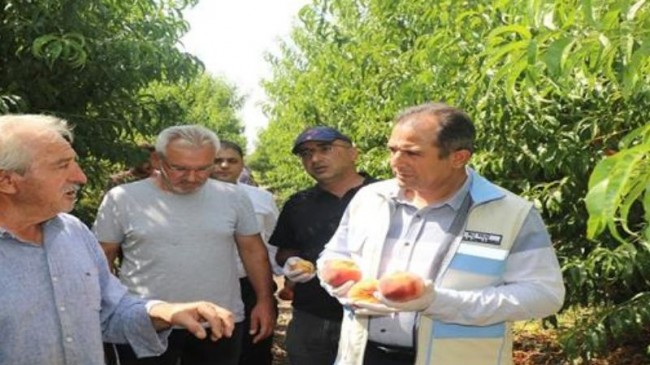 ELAZIĞ İLİ ŞEFTALİ ENTEGRE MÜCADELE BAHÇELERİNDE HASAT GÜNÜ DÜZENLENDİ