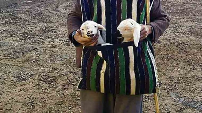 Elazığ’da Yeni Yılın İlk Kuzuları Dünyaya Geldi