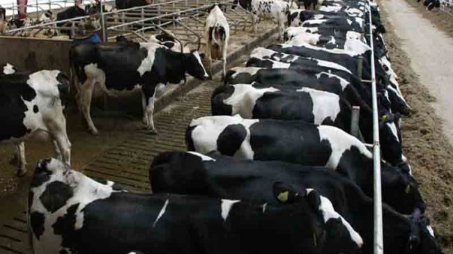 Süt Sığırcılığı Altyapısı Güçlendirilmesi Projeleri Bingöl’de Hayat Buldu