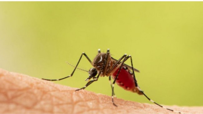 Sivrisinekler İnsan Kokusunu Algılamak İçin Bilime Kafa Tuttu