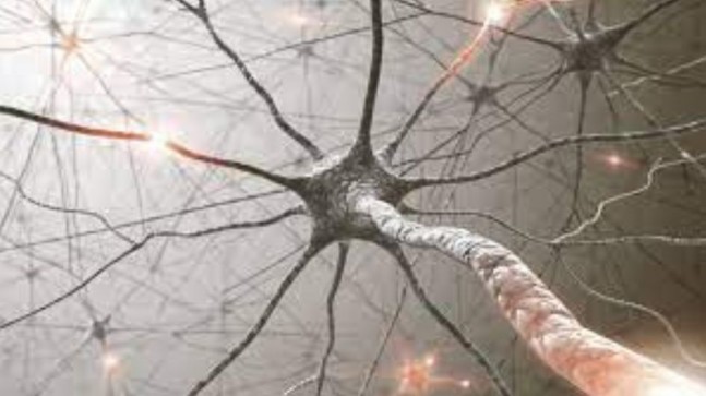 Bilim adamları nöronların evrimini araştırıyor