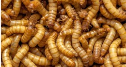 Böcekler alternatif protein kaynağı olarak tüketilebilir mi?