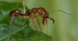 Yeryüzünde kaç adet karınca yaşar?