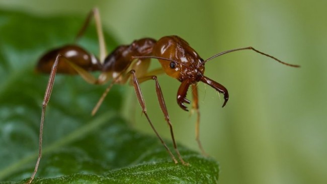 Yeryüzünde kaç adet karınca yaşar?