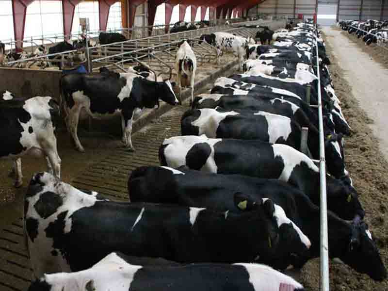 Süt Sığırcılığı Altyapısı Güçlendirilmesi Projeleri Bingöl’de Hayat Buldu