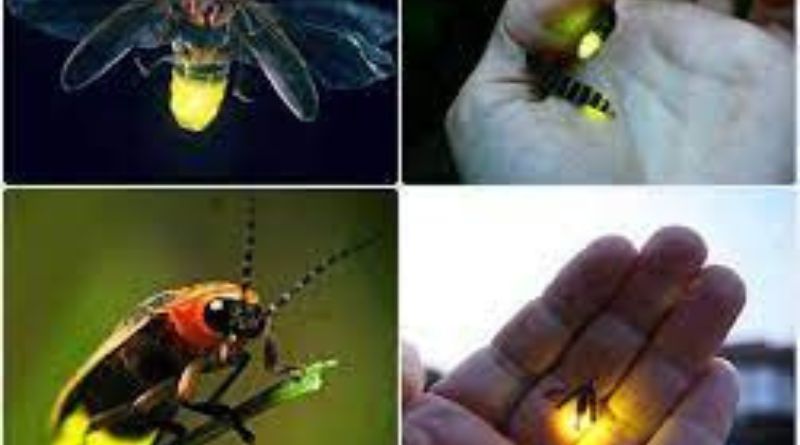 Prof Dr. İnanç ÖZGEN yazdı: “Böceklerde Işık Çıkarma Genleri”