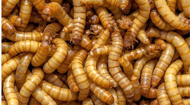 Böcekler alternatif protein kaynağı olarak tüketilebilir mi?