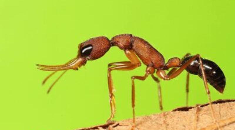 Kraliçe Karıncalar İnsülinle Çalışır.
